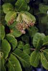 cashewflower1.jpg (54900 bytes)